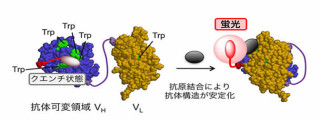 東大ら、抗原との結合で蛍光量が顕著に増大する抗体の作成に成功