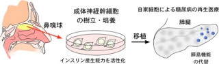 産総研、失われた膵臓の機能を取り戻せる糖尿病用の再生医療法を開発