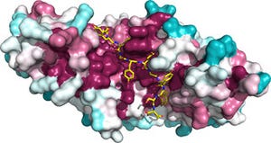 理研、大腸がんの発症に関与しているAPCタンパク質複合体の立体構造を解明