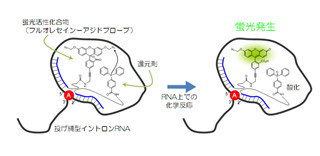 理研、「投げ縄型イントロンRNA」を直接かつ特異的に検出できる手法を開発