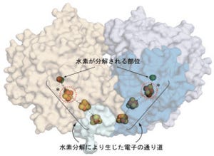 兵庫県立大など、「酸素耐性膜結合型ヒドロゲナーゼ」の立体構造を確認