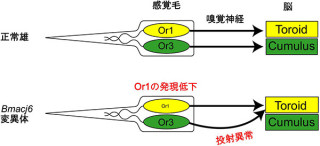 東大、性フェロモンに対する好みを変更する遺伝子をカイコで発見