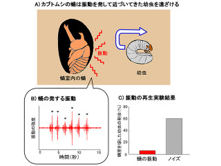 東大、カブトムシのサナギは自ら振動して幼虫を追い払っていることを発見