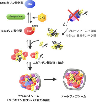 理研、アルツハイマーなどの「神経変性疾患」の治療につながる仕組みを解明