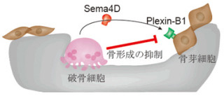 東京医科歯科大、「抗セマフォリン4D抗体」で骨を再生させること成功