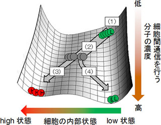 東工大、iPS化などを表す「地形」を細胞内にプログラミングすることに成功