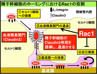 京大、マウス精子幹細胞移植における細胞生着メカニズムを解明