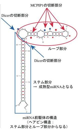 東大、miRNAがRNA分解タンパク質「MCPIP1」で調節されていることを発見