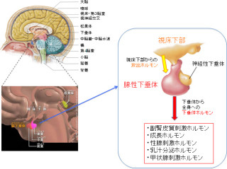 理研ら、ホルモン分泌も可能な「人工下垂体」をES細胞から作ることに成功