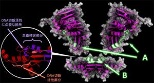 理研、DNA修復酵素「MutL」の機能制御に必要な重要箇所を発見