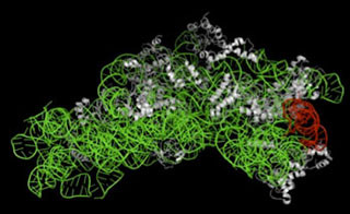 産総研、リボソームに翻訳以外の機能を発見 - 感染症治療薬への応用に期待