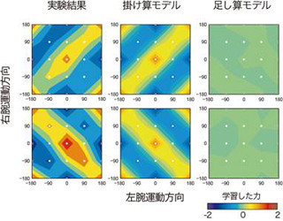 東大、左右の腕がなぜ協調して動けるのかのメカニズムを解明