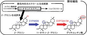 阪大など、レアプラント「甘草」の薬用成分を改変酵母で生産することに成功