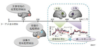 NICT、「言語情報」と「感情情報」が脳の前頭部で統合されることを発見