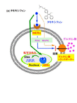 東大など、ステロイド作用のないグルタミン酸トランスポータ阻害物質を開発