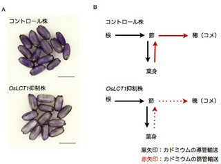 東大、カドミウム濃度を従来より50%低下させた米の作出に成功