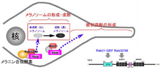 日焼けしても美白を保てる?　- 「Varp」分子の新たな機能を東北大が発見