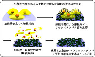 NIMS、幹細胞の分化・誘導を制御できるマトリックス材料の開発に成功