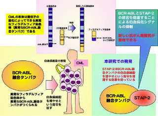 北大、慢性骨髄性白血病細胞の細胞増殖や腫瘍形成メカニズムを解明