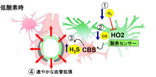 JSTなど、一酸化炭素が低酸素時の脳のエネルギー代謝を維持する機構を発見