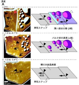 北大とJST、氷が氷点下で融けると2種類の「表面液体相」ができることを発見