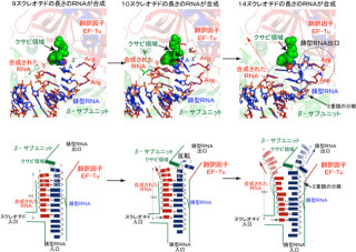 産総研、タンパク質を合成する「翻訳因子」のRNA合成での新たな役割を解明