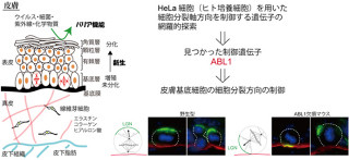 京大、皮膚の新陳代謝において細胞が分裂する軸方向を制御する遺伝子を発見