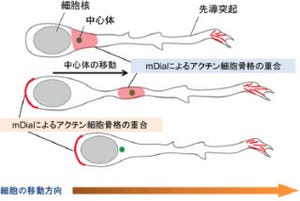 京大、「抑制性神経前駆細胞」に特有の速度の速い移動機構を解明