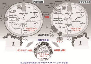 古細菌の例 メタン生成菌