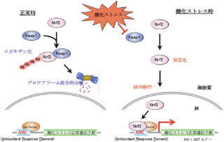 群馬大と理研、マウスで酸化ストレスを視覚的に簡便に調べられる方法を開発