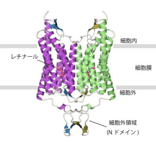 東大、論争の続いていた「チャネルロドプシン」のイオン輸送経路を解明