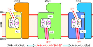 理研、好熱性細菌の一酸化窒素還元酵素に「プロトンポンプ」の原型を発見