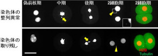 クローン作製の成功率の低さは染色体分配異常が原因の1つ - 理研が発表