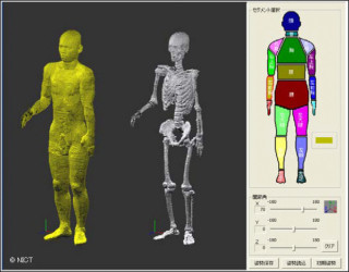 NICT、独自開発の日本人数値人体モデル用のポーズ変更ソフトを無償で提供