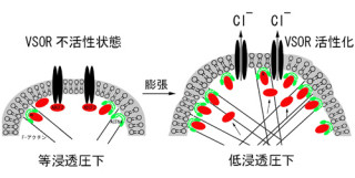 NIPS、動物細胞の容積変化制御に2つのタンパク質が関与していることを確認