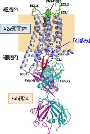 京大ら、抗体を用いて創薬標的膜タンパク質の結晶構造を得ることに成功