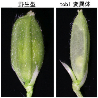 東大、植物の「未分化細胞」と「器官原基」の対話に関する遺伝子を発見