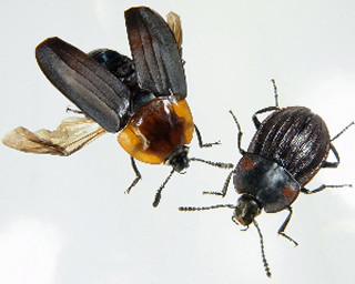 京大、甲虫の種の多様化は飛翔能力の退化が主要な推進力となったことを確認
