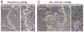 東北大ら、歯の再生につながるiPS細胞から「エナメル芽細胞」の誘導に成功