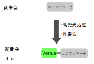 慶応大、「蛍光」と「発光」の利点を併せ持つバイオイメージング技術を開発