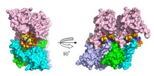理研、好気性超好熱古細菌を用いて、タンパク質-DNA複合体の立体構造を解明