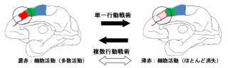 東北大、脳の前頭前野内側に行動制御に関わる未知の領域を発見