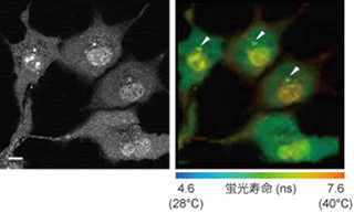 東大とNAIST、「生きている」細胞の内部温度分布計測技術を開発