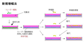 理研、幹細胞の培養時に化学固定化したフィーダー細胞を用いる手法を開発