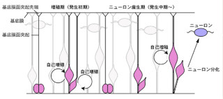 神経幹細胞の非対称性分裂に関与しているのは「Cyclin D2」 - 東北大が解明