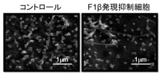 東大医科研、インフルエンザウイルスがヒトの細胞で増殖する際のカギを同定