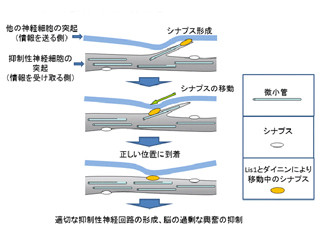 東大、脳の発達障害の原因タンパク質がシナプスを動かしていることを確認