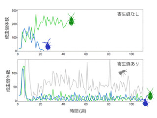 東大、寄生蜂はエサとなる複数の宿主種の個体数を調節する賢さを持つと実証