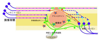 NAISTら、新方式のiPS細胞由来神経幹細胞で脊髄損傷の運動機能回復に成功