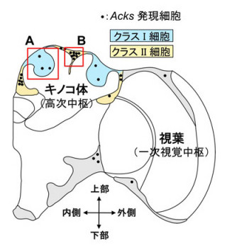 東大、ミツバチが必殺技「熱殺蜂球」を形成している時の脳の活動状況を解明